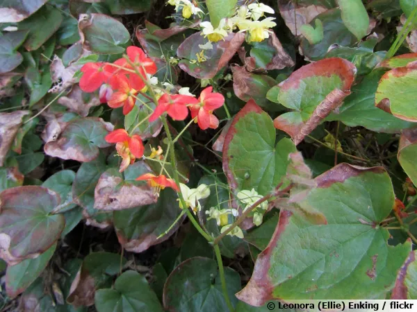 Fleur des elfes Warleyense, Epimedium x warleyense