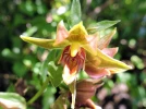 Hell�borine g�ante, �pipactide g�ante, �pipactis de Californie, Epipactis gigantea