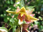 Helléborine géante, Épipactide géante, Épipactis de Californie, Epipactis gigantea Helléborine géante, Épipactide géante, Épipactis de Californie, Epipactis gigantea
