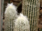 Espostoa laineux, Vieil homme pruvien, Epostoa lanata