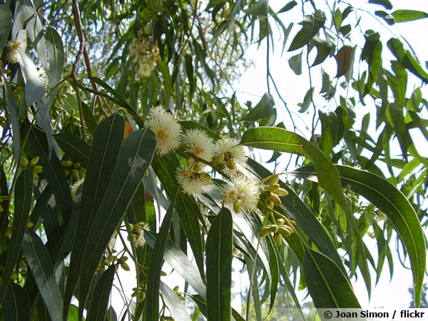 Eucalyptus commun, Gommier bleu