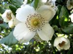 Eucryphia cordifolia, Ulmo