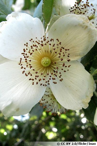 Eucryphia ulmo, Eucryphia cordifolia : planter, cultiver, multiplier
