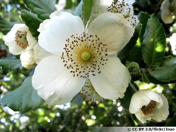 Eucryphia cordifolia, Ulmo