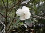 Bois rose, Eucryphia luisant, Eucryphia lucida
