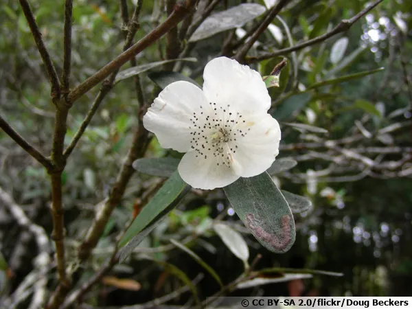 Bois rose, Eucryphia luisant, Eucryphia lucida