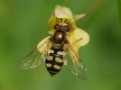 Le syrphe des corolles, une mouche alli�e du jardinier