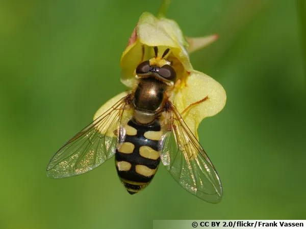 Le syrphe des corolles (Eupeodes corollae), une mouche allie du jardinier