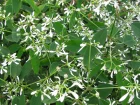 Euphorbe Diamond Frost, Euphorbia hypericifolia 'Diamond Frost'