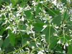 Fleurs d'Euphorbia hypericifolia 'Diamond Frost'