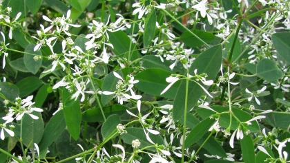 Euphorbe Diamond Frost (Euphorbia hypericifolia) : l'atout l�g�ret� pour vos jardini�res