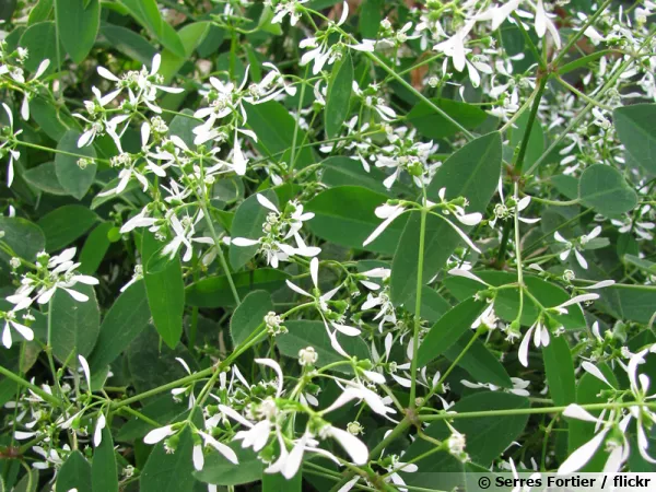 Fleurs d'Euphorbia hypericifolia 'Diamond Frost'