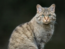 L'histoire du chat
