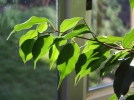 Dans la maison, ces plantes qui veillent sur notre sant