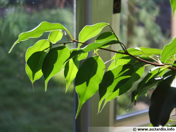 Le Ficus benjamina utile contre le formaldéhyde, l'ammoniac, le xylène et le toluène
