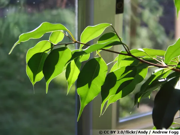 Le Ficus benjamina utile contre le formaldéhyde, l'ammoniac, le xylène et le toluène