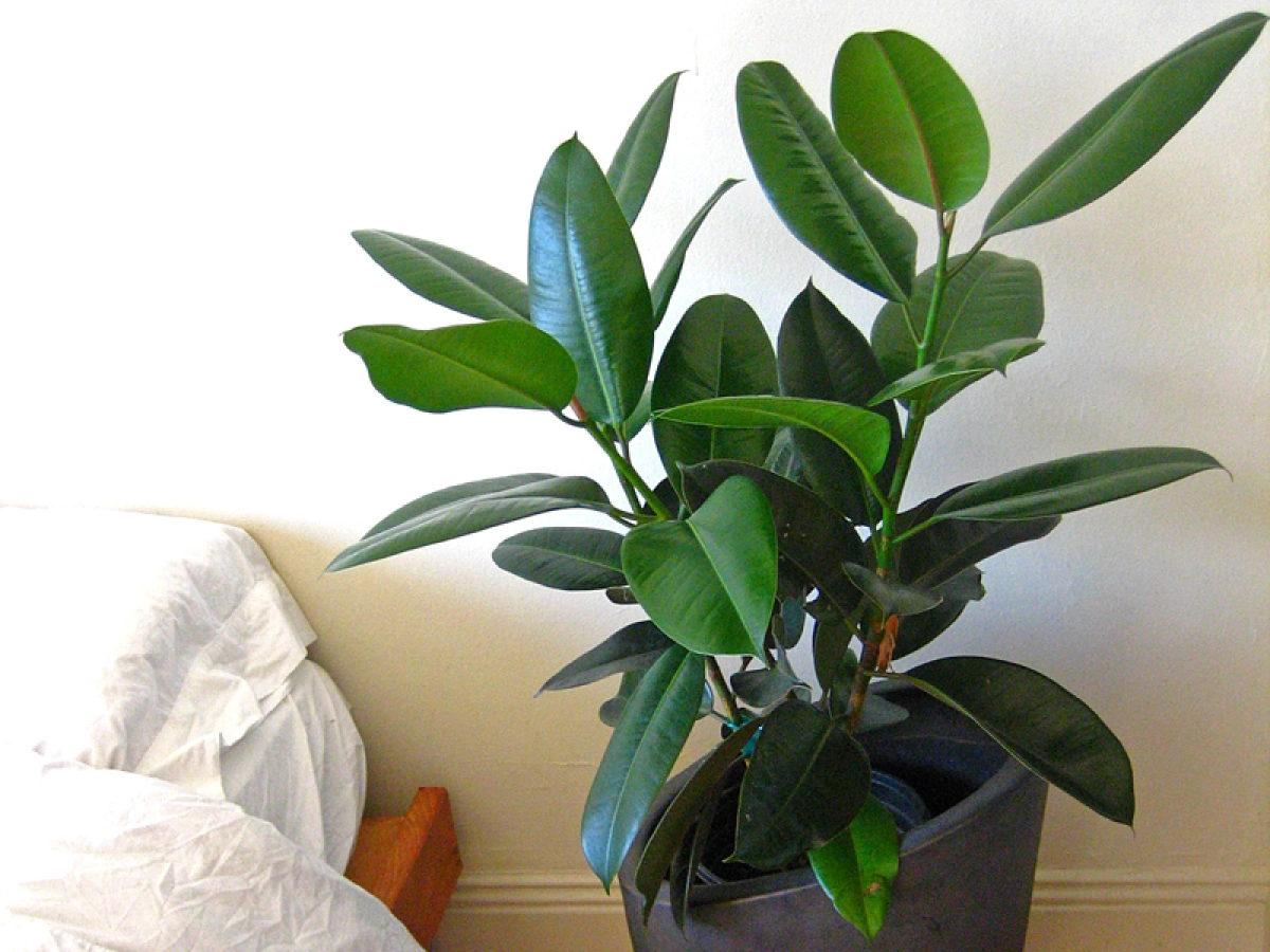 buy banana plant Banana Plant