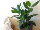 10 plantes d'intrieur faciles  russir