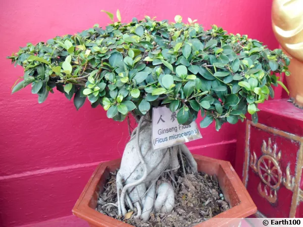 Bansaï à partir d'un ficus ginseng