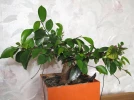 Ficus Ginseng, Ficus bonsa�, Ficus microcarpa 'Ginseng'