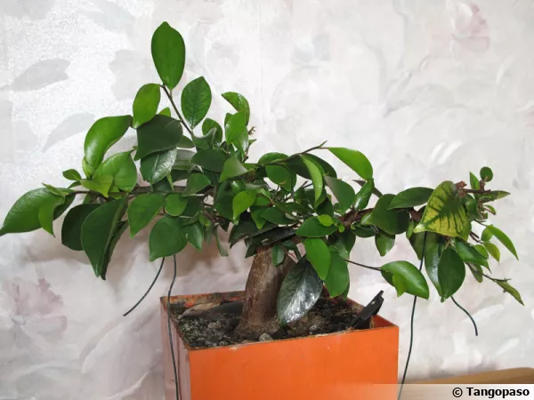 Ficus Ginseng, Ficus bonsaï, Ficus microcarpa 'Ginseng'