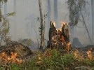 Champignons et incendies
