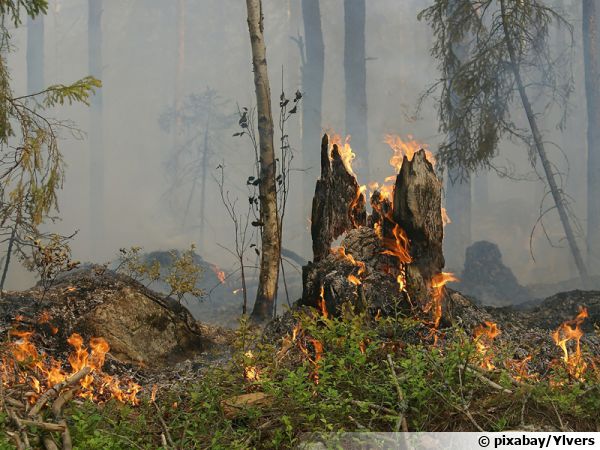 Champignons et incendies