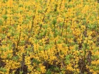 Forsythia vert, Forsythia  tiges vertes, Forsythia viridissima