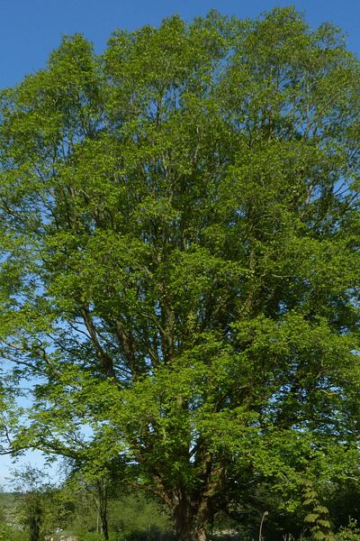 Frêne commun, Frêne élevé, Fraxinus excelsior : planter, cultiver ...