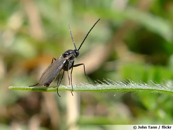 Mouche du terreau, un petit insecte, de grands dgts