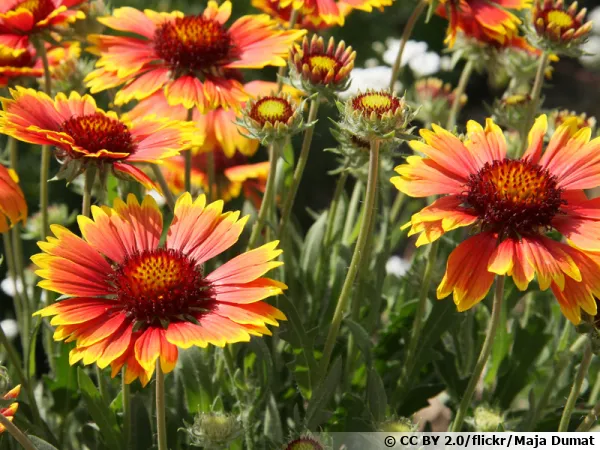 Gaillarde aristée, Gaillarde commune, Gaillardia aristata