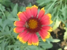 Gaillarde annuelle, Gaillarde peinte, Gaillardia pulchella