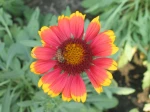 Gaillarde annuelle, Gaillarde peinte, Gaillardia pulchella