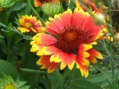 Gaillarde vivace � grandes fleurs, Gaillardia x grandiflora