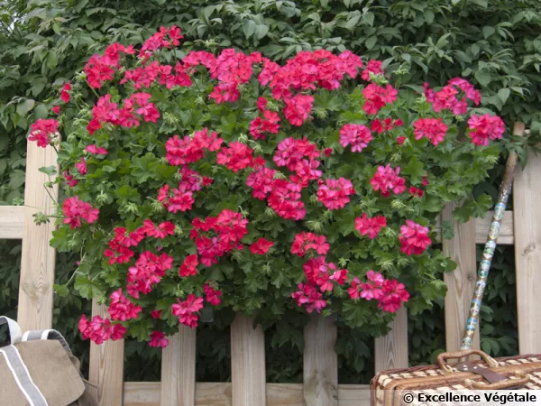 Le géranium 'Marcada Magenta' a obtenu un Label Rouge