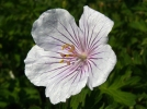 Granium vivace de l'Himalaya, Geranium himalayense