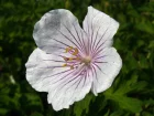 Granium vivace de l'Himalaya, Geranium himalayense