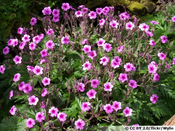 Un géranium de Madère en fleurs dans un massif