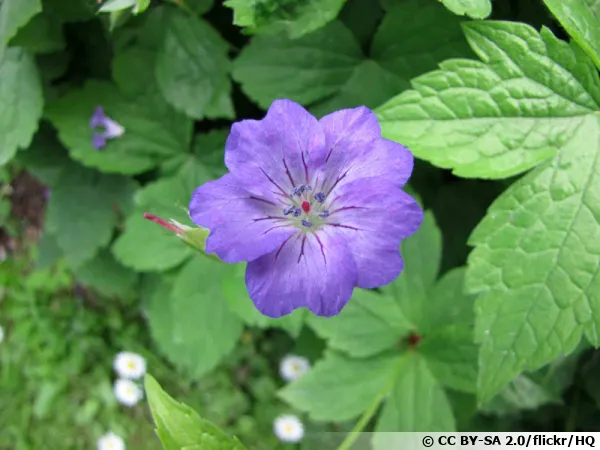 Granium noueux, Geranium nodosum