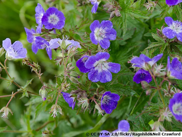 Geranium pratense, Géranium des prés