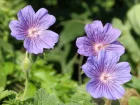 Granium vivace magnifique, Geranium x magnificum