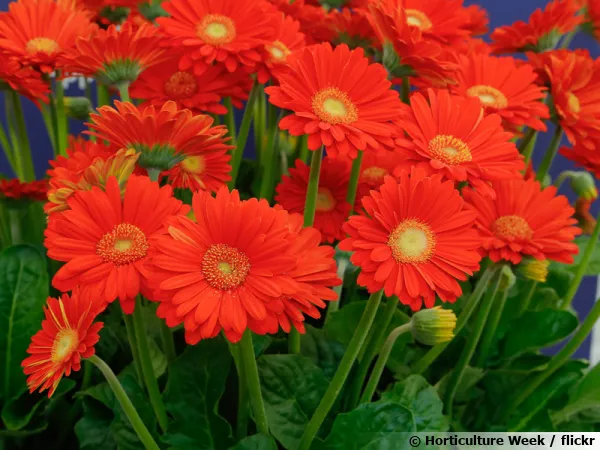 Gerbera Garvinea 'Sweet Glow'