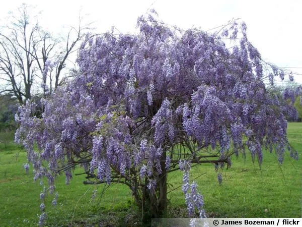 Glycine conduite en arbre