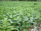 Soja, Glycine max