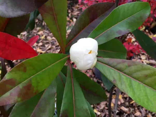 Gordlinia à grandes fleurs, x Gordlinia grandiflora