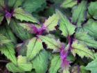 Gynure orange, Plante de velours, Gynura aurantiaca