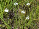 Fleur aigrette, Orchide colombe, Habenaria radiata