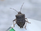 Une punaise invasive et diabolique