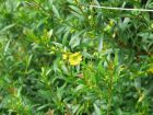 Sinicuichi, Heimia à feuilles de saule, Sini, Heimia salicifolia