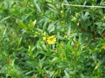 Sinicuichi, Heimia � feuilles de saule, Sini, Heimia salicifolia